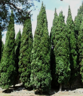 Cupressus sempervirens